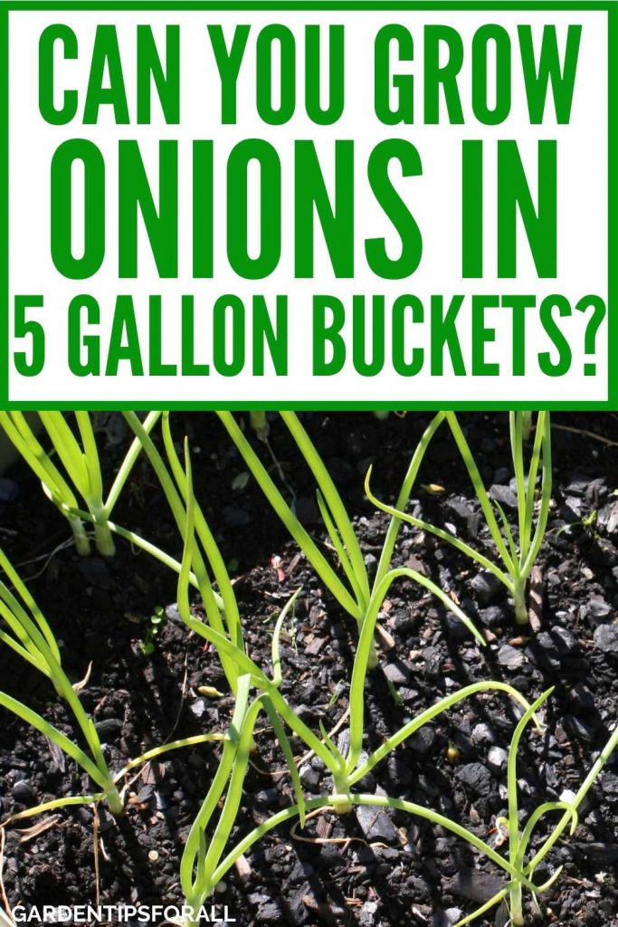 Onions growing in a container with text that says, "Can you grow onions in a 5 gallon bucket?".