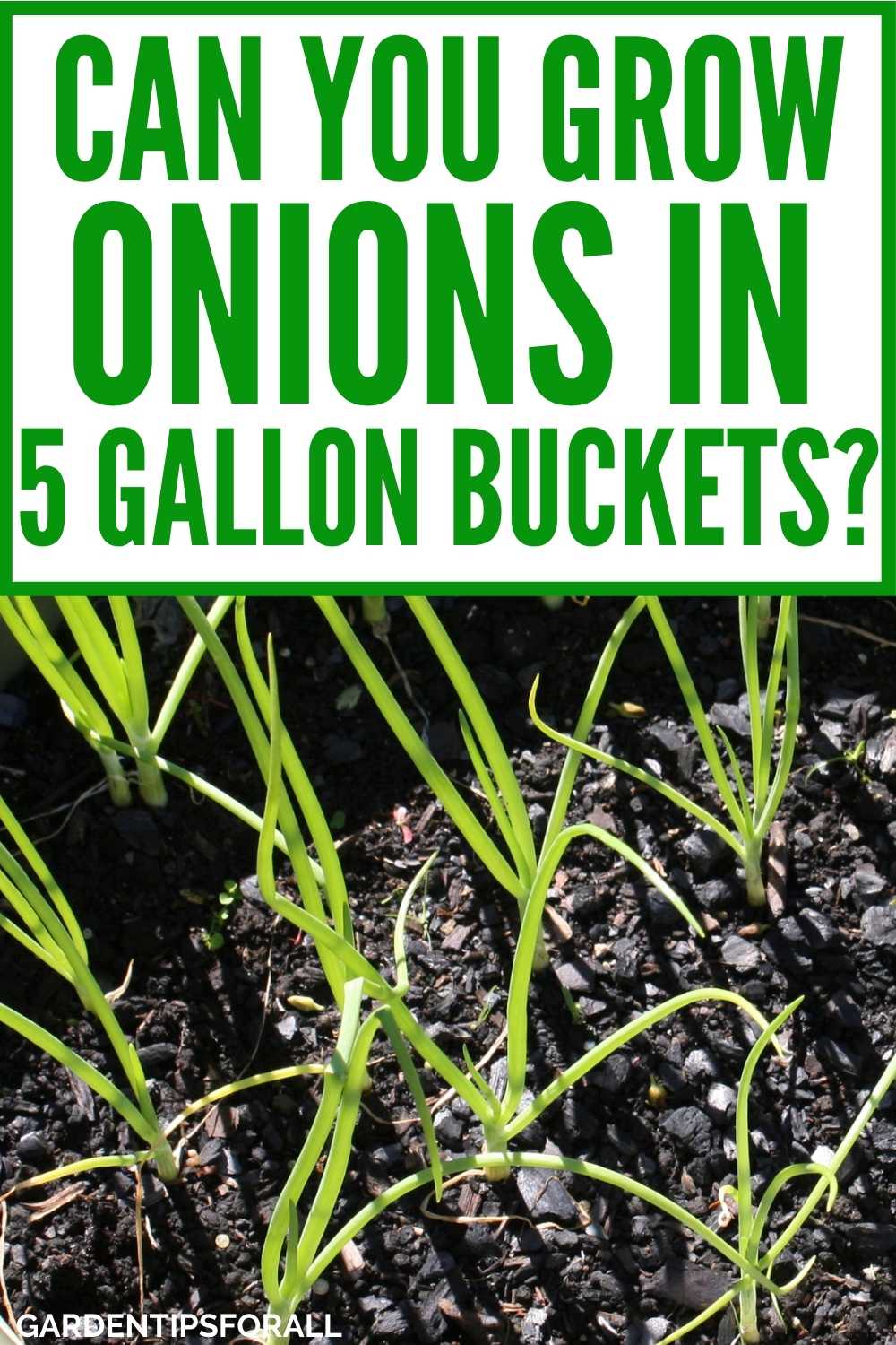 Can You Grow Onions in a 5 Gallon Bucket (Container)?