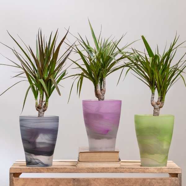 Dragon trees in containers