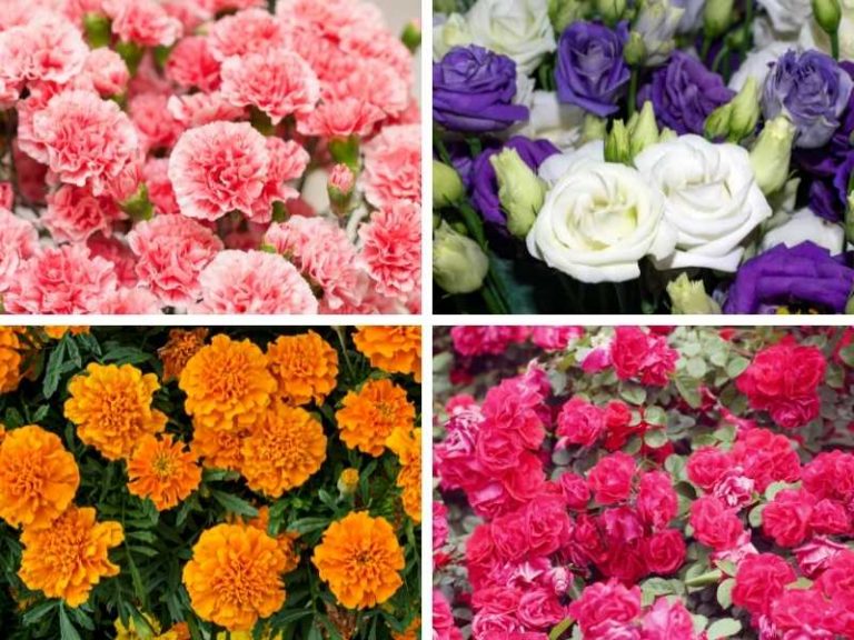 14 Flowers that Look Like Peonies