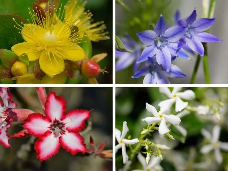 Flowers that look like stars