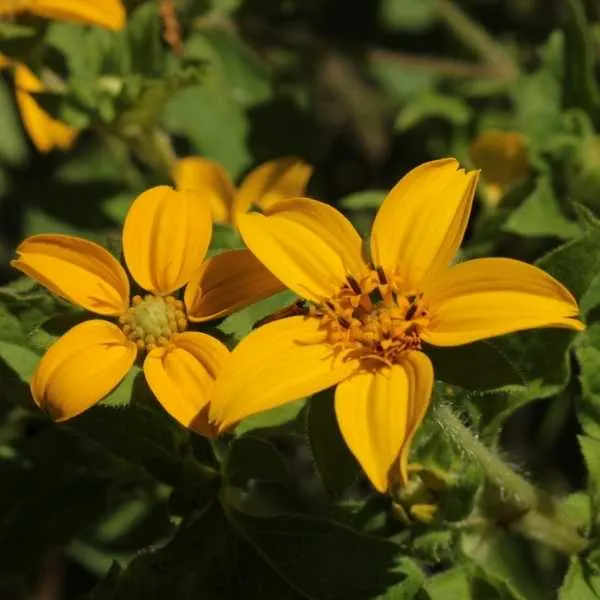 Golden Star Flower