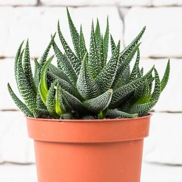 Potted Haworthia