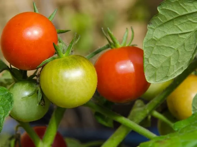 How many tomato plants per 5 gallon bucket