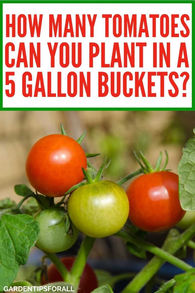 Tomato plant with text that says, "How many tomatoes can you plant in a 5 gallon bucket?"