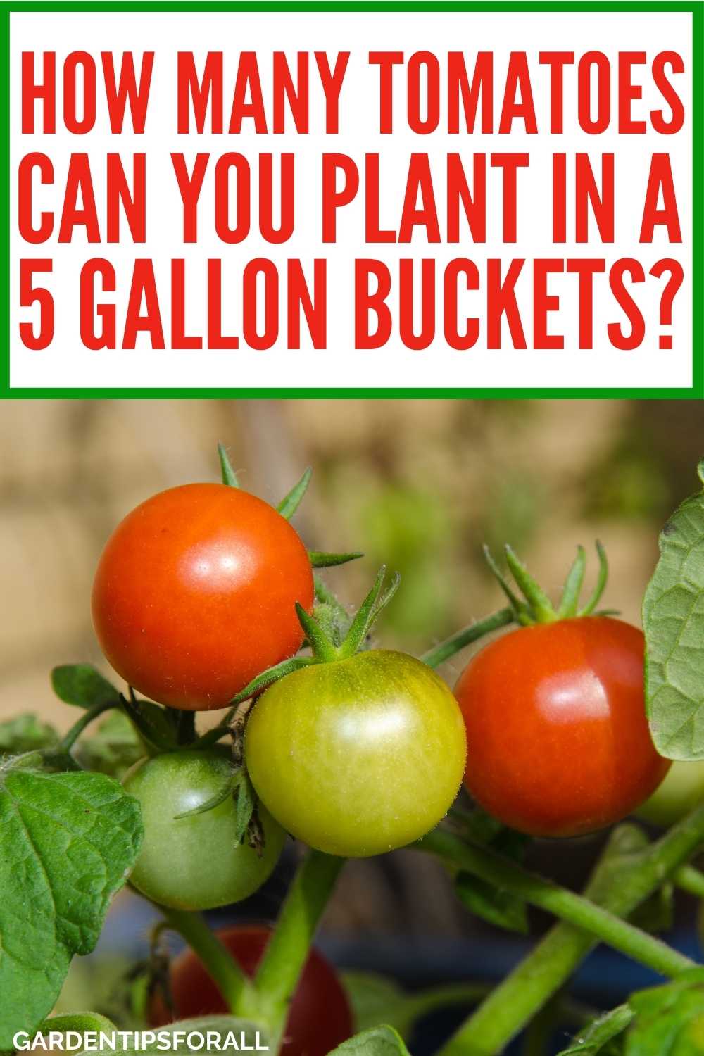 How Many Tomato Plants Per 5 Gallon Bucket?