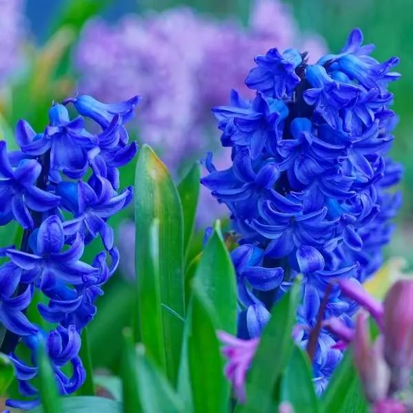 Hyacinth Blue Star