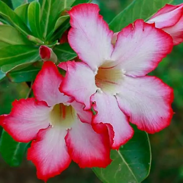 Impala Lily