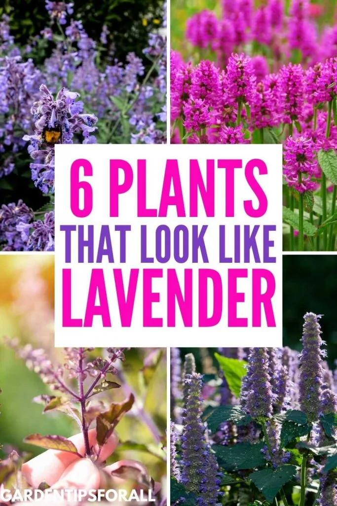 Lavender look alike plants