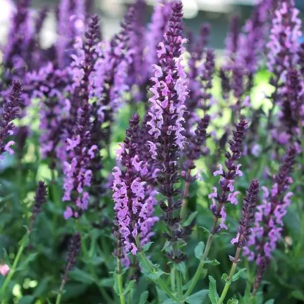 Meadow Sage