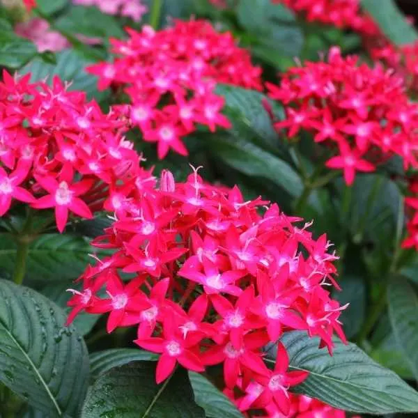 Pentas