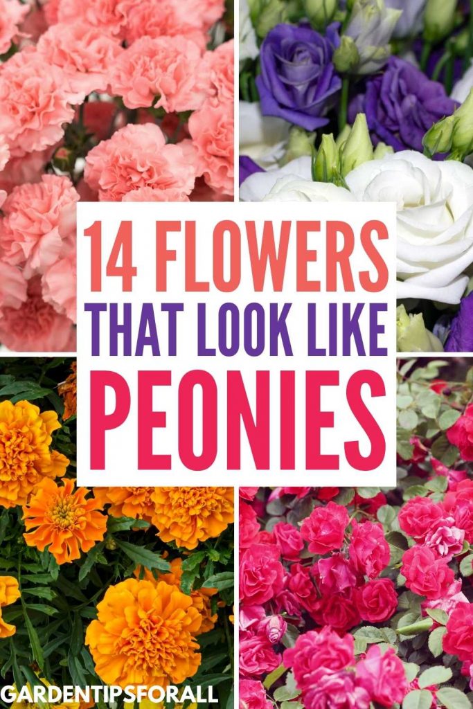 Peony look alike flowers.