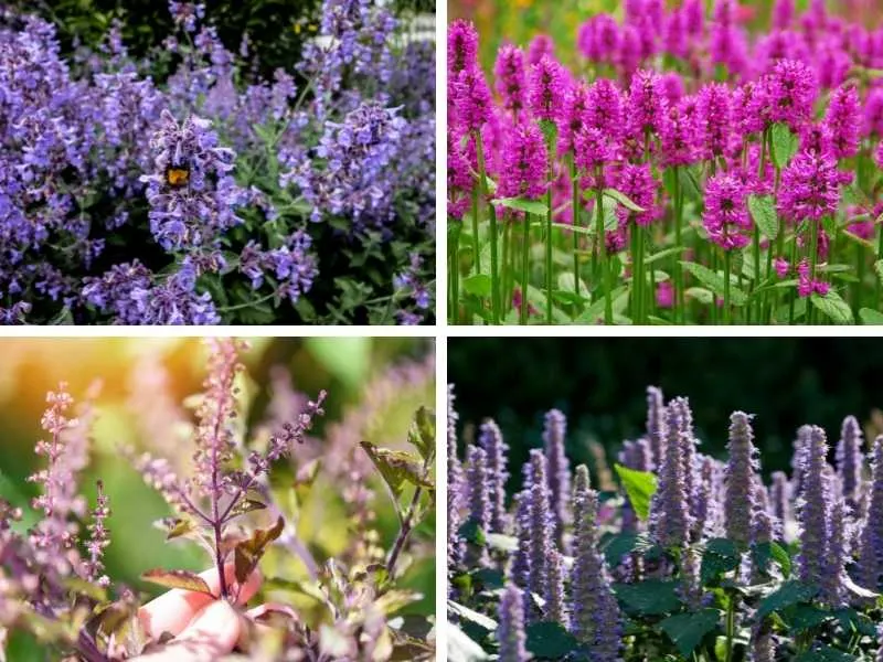 Plants that Look Like Lavender