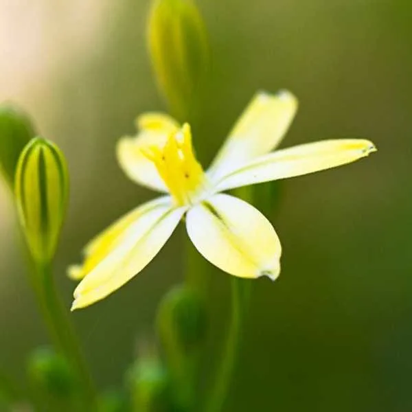 Pretty Face Flower