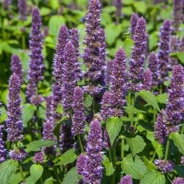 Purple Giant Hyssop