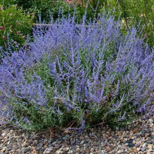 Russian Sage