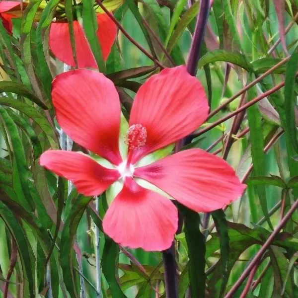 Scarlet Rose Mallow