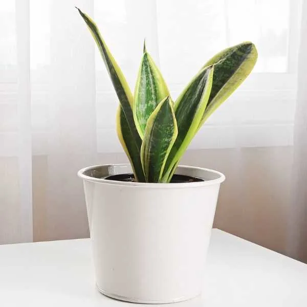 Snake plant in a white pot