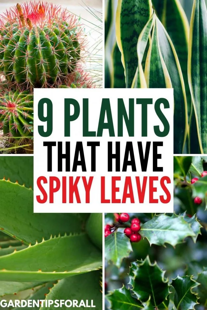 Spiky leaf plants with text that says, "9 Plants that have spiky leaves".