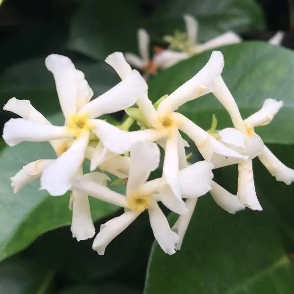 Star Jasmine