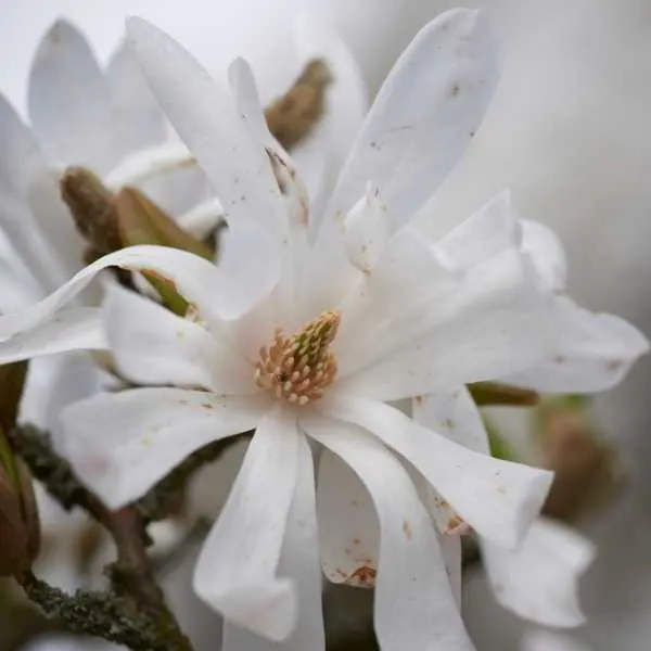 Star Magnolia