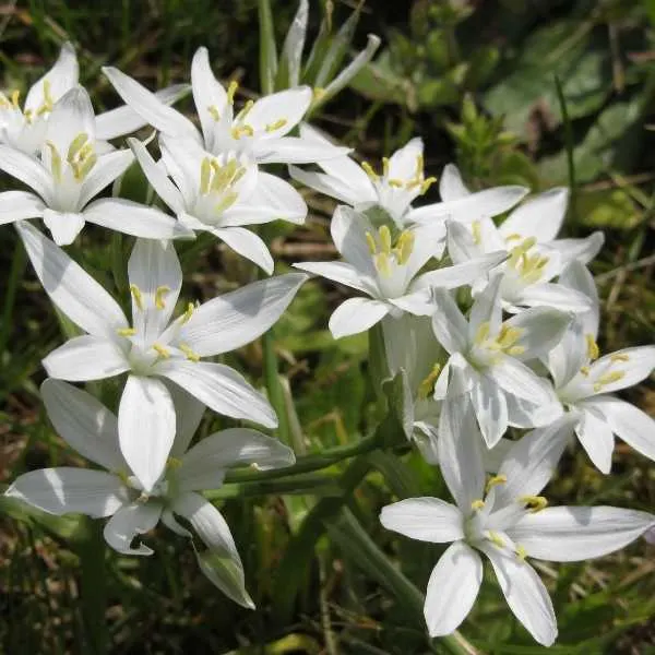 Star of Bethlehem Flower