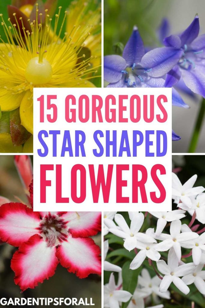 Star shaped flowers.