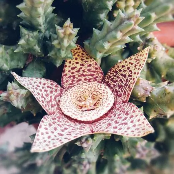 Starfish Flower