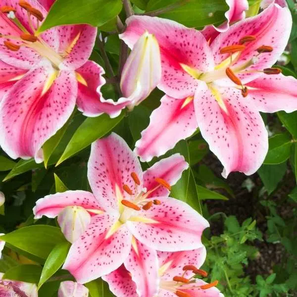 Stargazer Lily