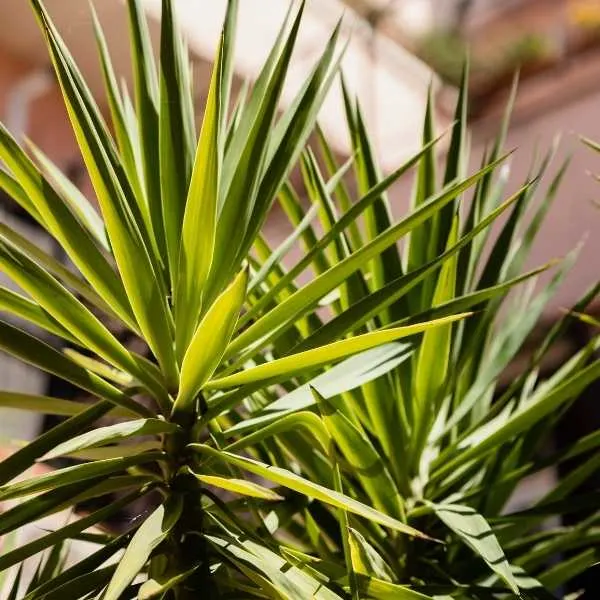 Yucca plant