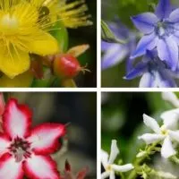 Flowers that look like stars