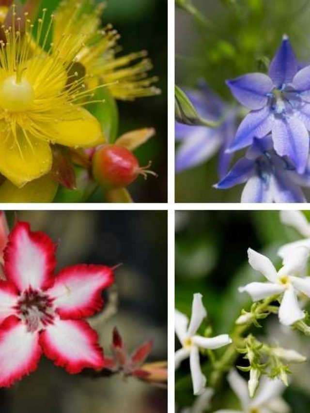 10 Stunning Star Shaped Flowers