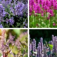 Plants that Look Like Lavender