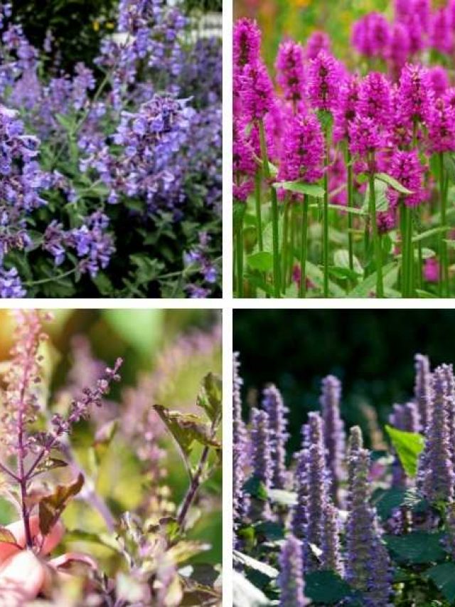 Lavender Look Alike: Plants that Look Like Lavender