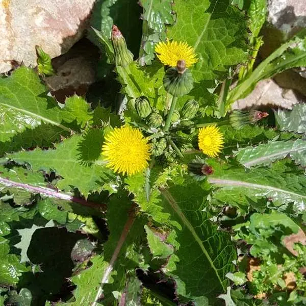 Annual Southistle