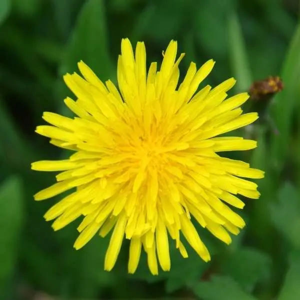 California Dandelion