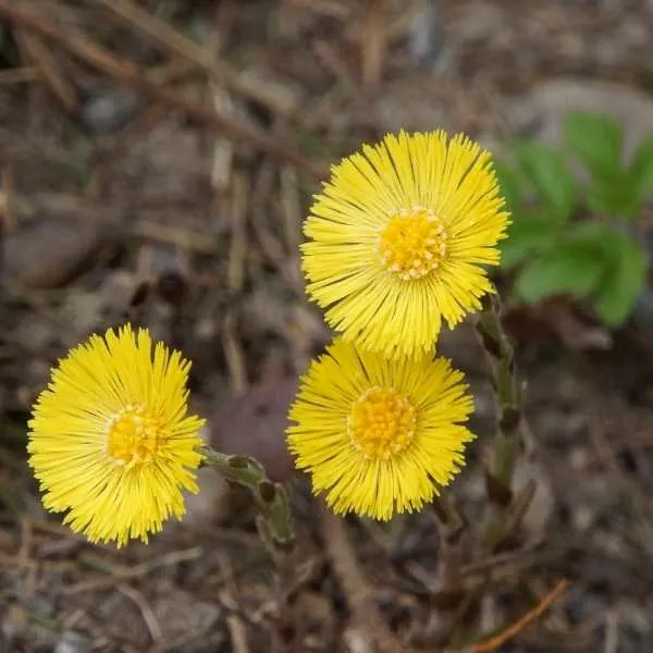 Coltsfoot