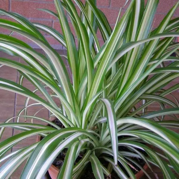 Common Spider Plant