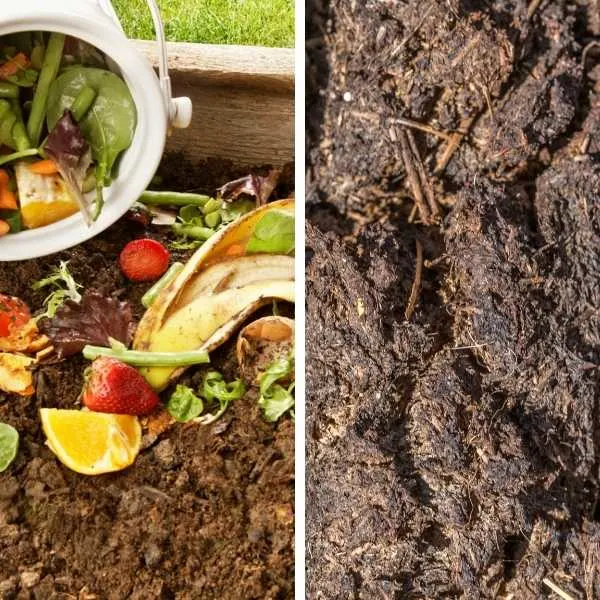 Compost vs Manure