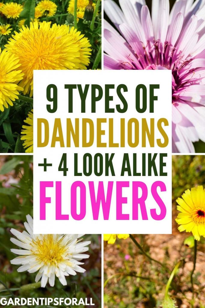 Different Dandelion varieties and look alike flowers.