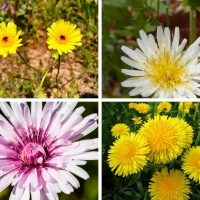 Different types of dandelions and look alike flowers.
