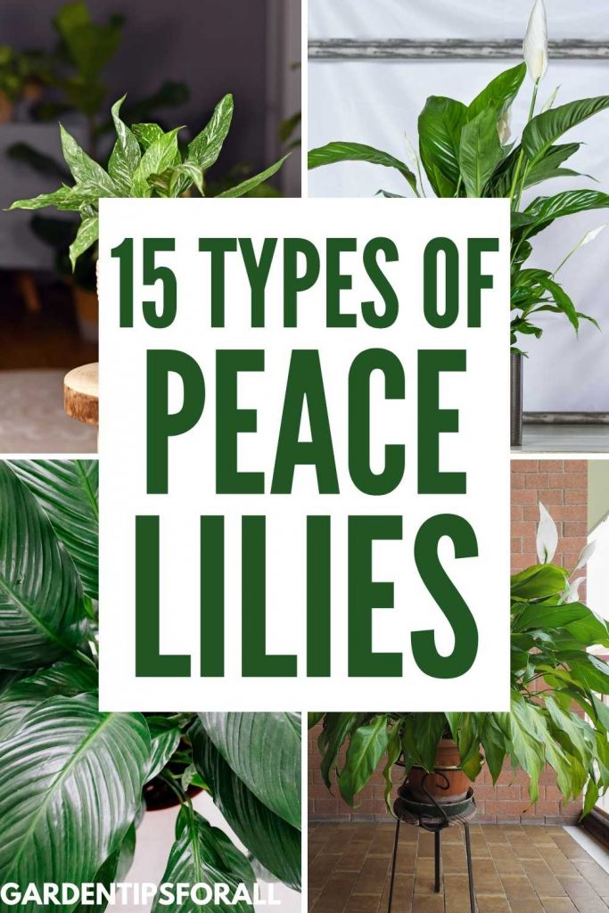 Different types of peace lilies