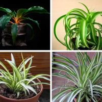 Different types of spider plants