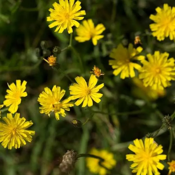 Hawkbit