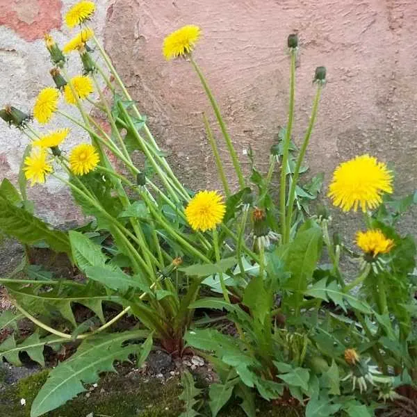 Horned Dandelion