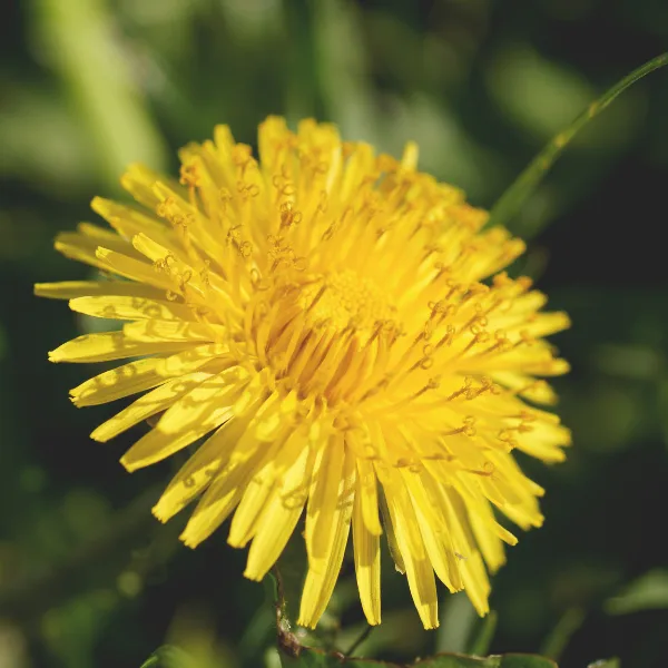 Korean Dandelion