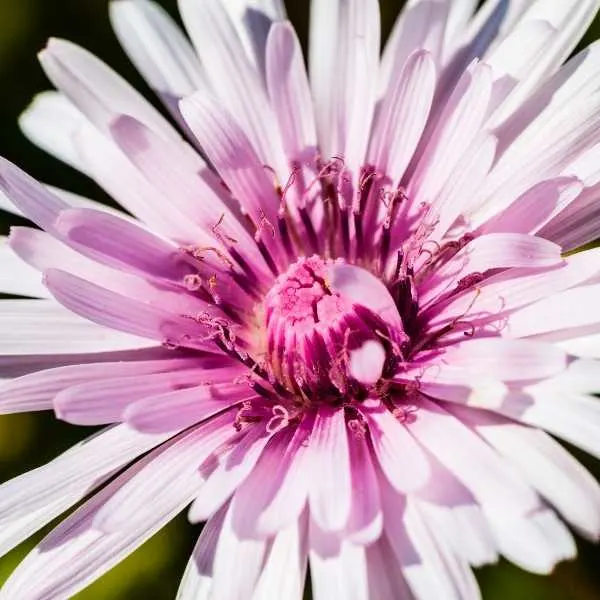 Pink Dandelion