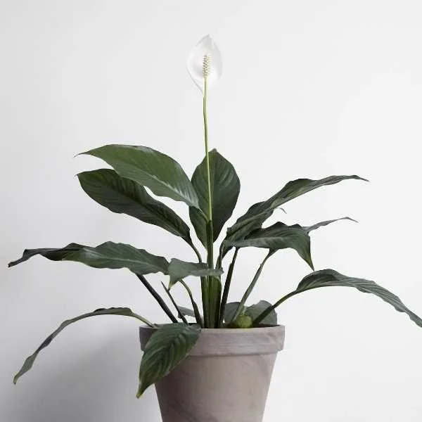 Power Petite Peace Lily