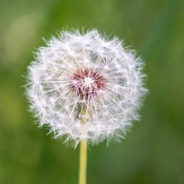 Red Seed Dandelion