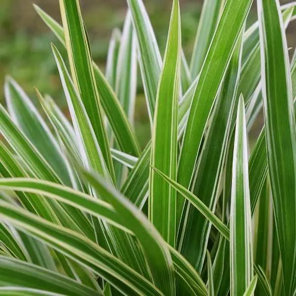 Reverse Variegated Spider Plant